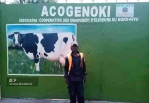 Nord-Kivu : la relance de l’élevage, préoccupation du nouveau PCA de l’Acogenoki.